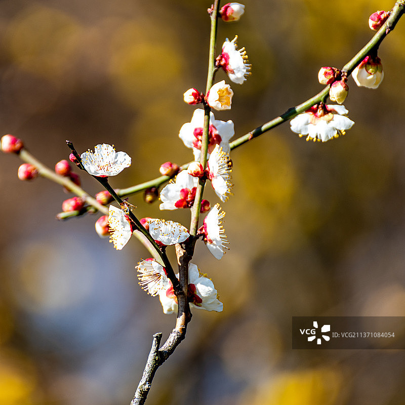 又是一年梅花季.上海嘉定南翔古猗园梅花厅里的梅花自然景观图片素材