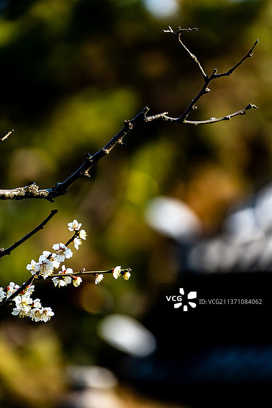 又是一年梅花季.上海嘉定南翔古猗园梅花厅里的梅花自然景观图片素材