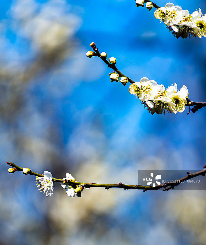 又是一年梅花季.上海嘉定南翔古猗园梅花厅里的梅花自然景观图片素材