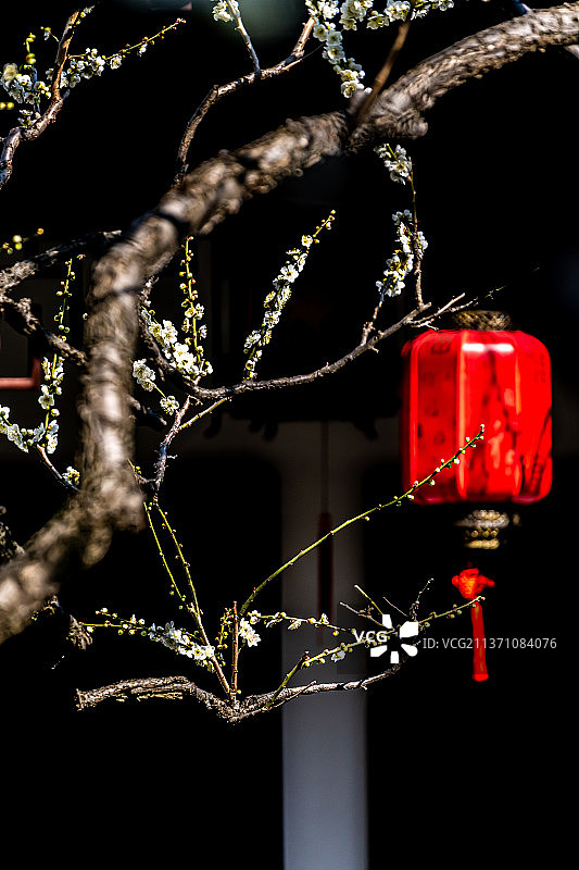 又是一年梅花季.上海嘉定南翔古猗园梅花厅里的梅花自然景观图片素材