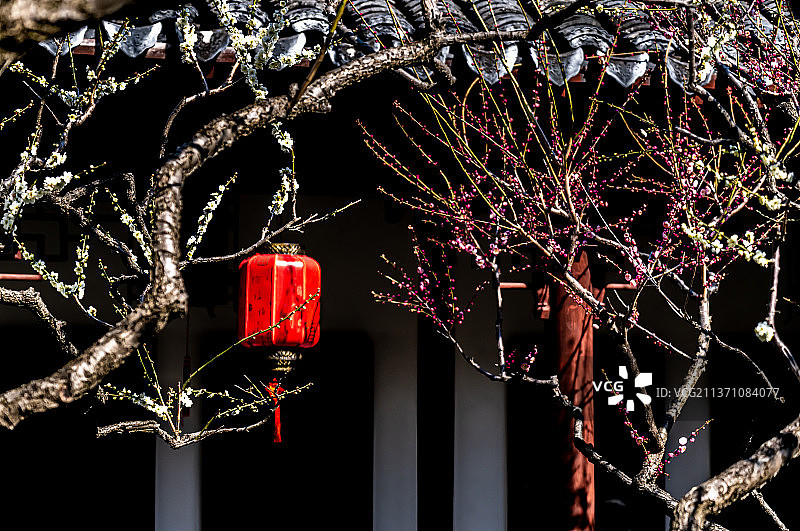 又是一年梅花季.上海嘉定南翔古猗园梅花厅里的梅花自然景观图片素材