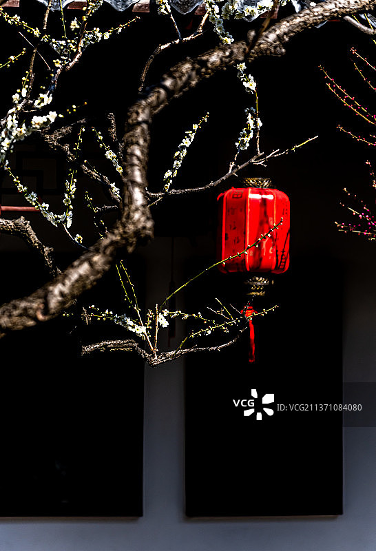 又是一年梅花季.上海嘉定南翔古猗园梅花厅里的梅花自然景观图片素材