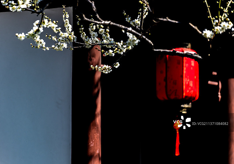 又是一年梅花季.上海嘉定南翔古猗园梅花厅里的梅花自然景观图片素材