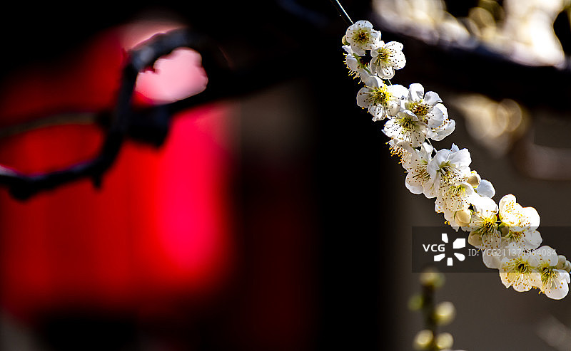 又是一年梅花季.上海嘉定南翔古猗园梅花厅里的梅花自然景观图片素材