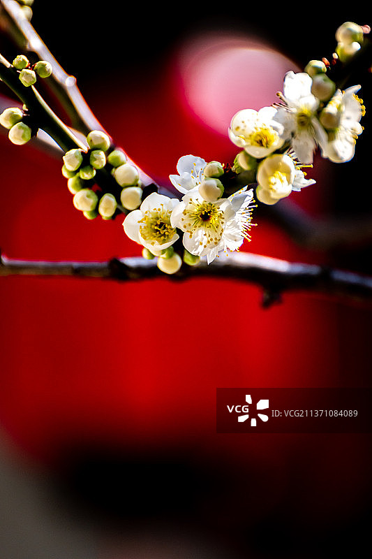 又是一年梅花季.上海嘉定南翔古猗园梅花厅里的梅花自然景观图片素材