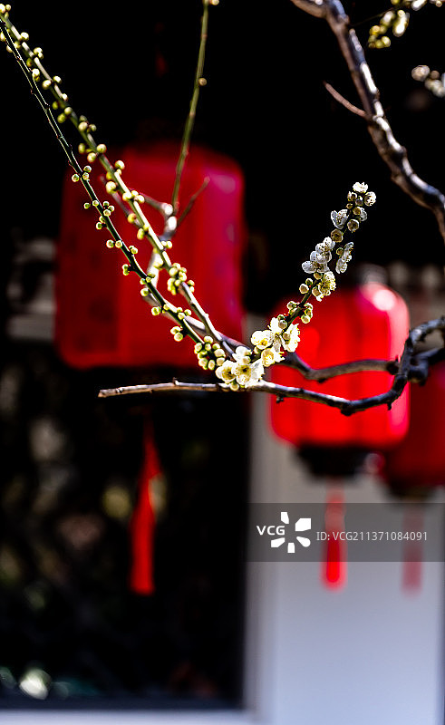 又是一年梅花季.上海嘉定南翔古猗园梅花厅里的梅花自然景观图片素材