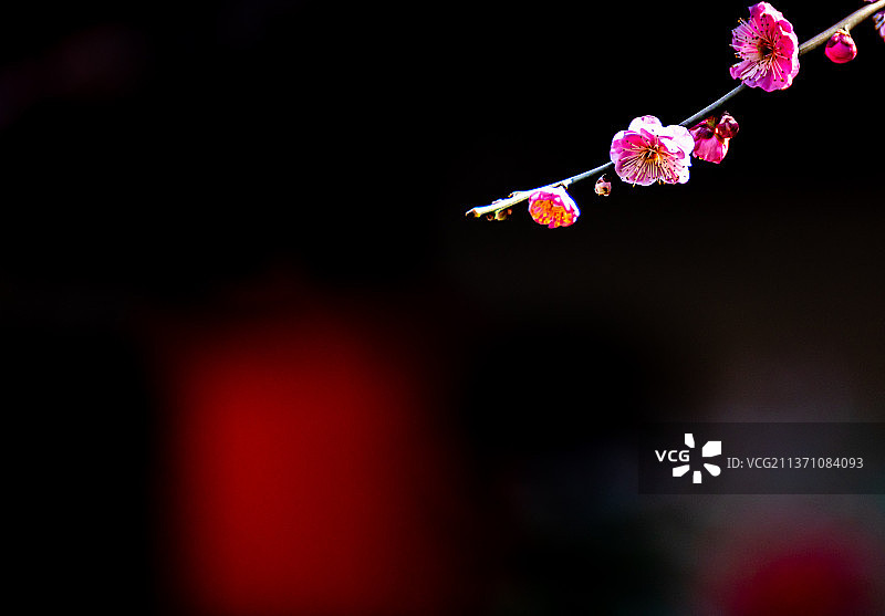 又是一年梅花季.上海嘉定南翔古猗园梅花厅里的梅花自然景观图片素材