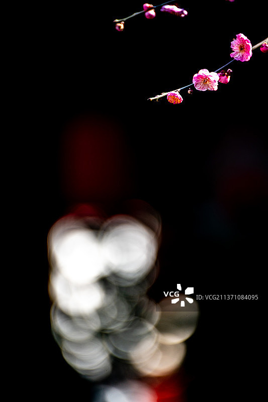 又是一年梅花季.上海嘉定南翔古猗园梅花厅里的梅花自然景观图片素材