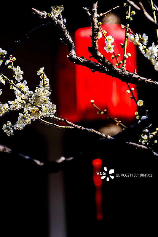 又是一年梅花季.上海嘉定南翔古猗园梅花厅里的梅花自然景观图片素材