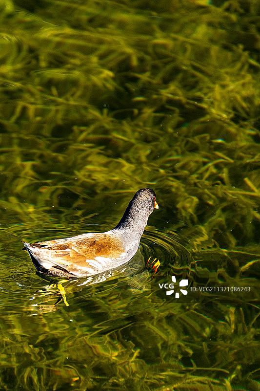 春江水暖鸭先知.初春上海嘉定南翔古猗园湖泊池塘中正在游泳的水鸭鸳鸯䴙鷉图片素材