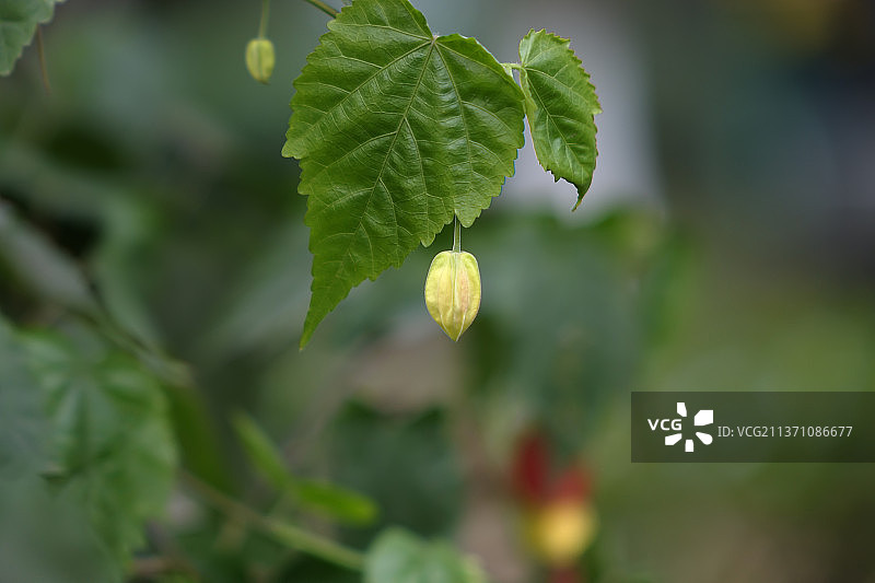花苞水平视角特写图片素材
