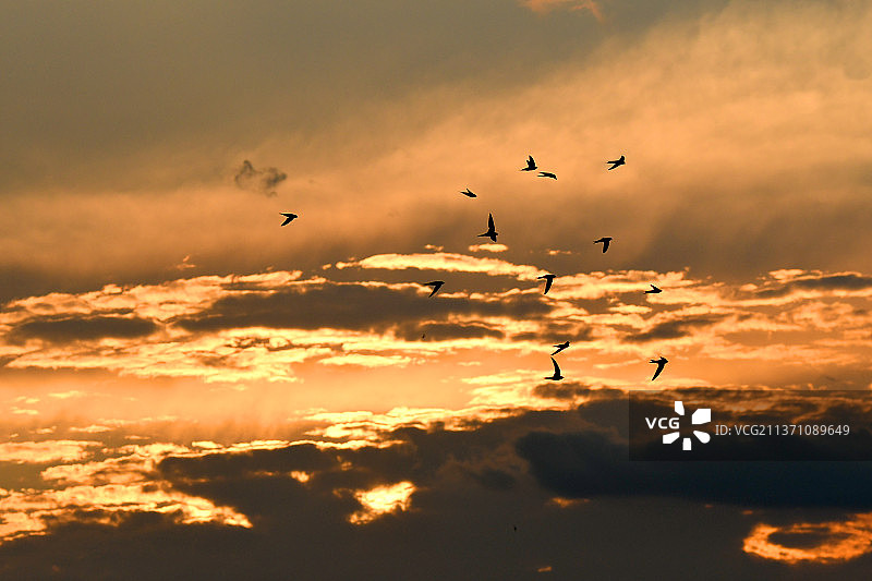晚霞中的雨燕图片素材