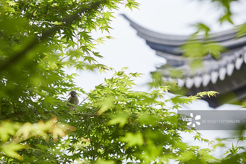 东方原素图片素材