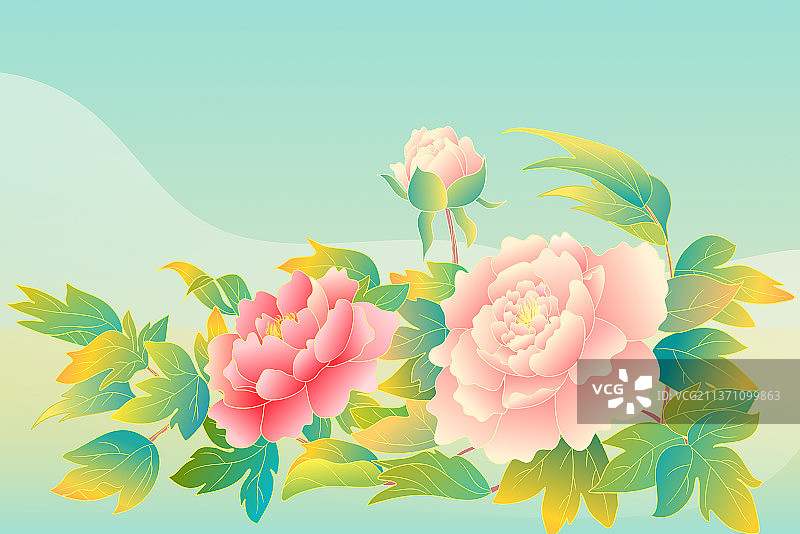 牡丹花开图片素材