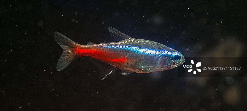 霓虹灯鱼：在加拿大埃德蒙顿水族馆游泳的鱼的特写图片素材