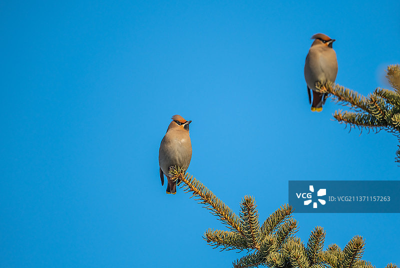 站立枝头的鸟儿图片素材