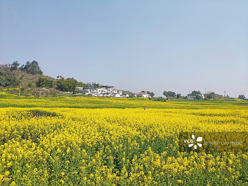 油菜花基地图片素材