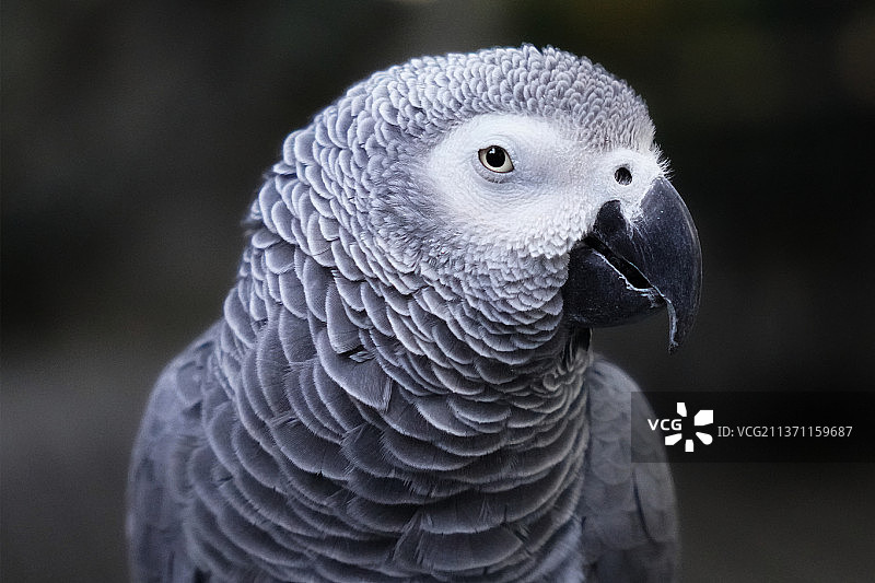 可爱的非洲灰鹦鹉图片素材