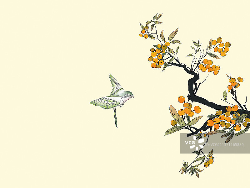 中国风水墨画枇杷树结满枇杷果图片素材