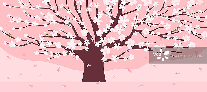 樱花树图片素材