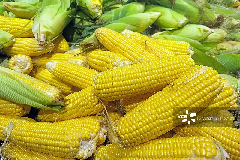 玉米素材图片素材