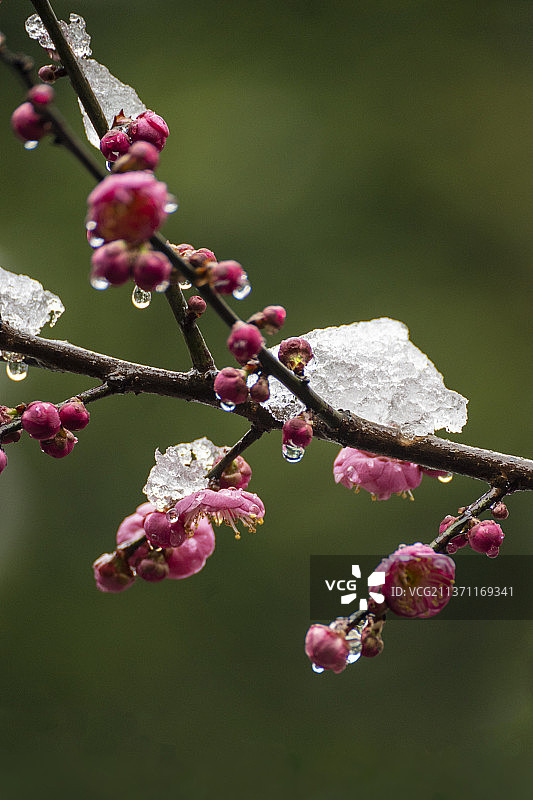 踏雪问梅图片素材