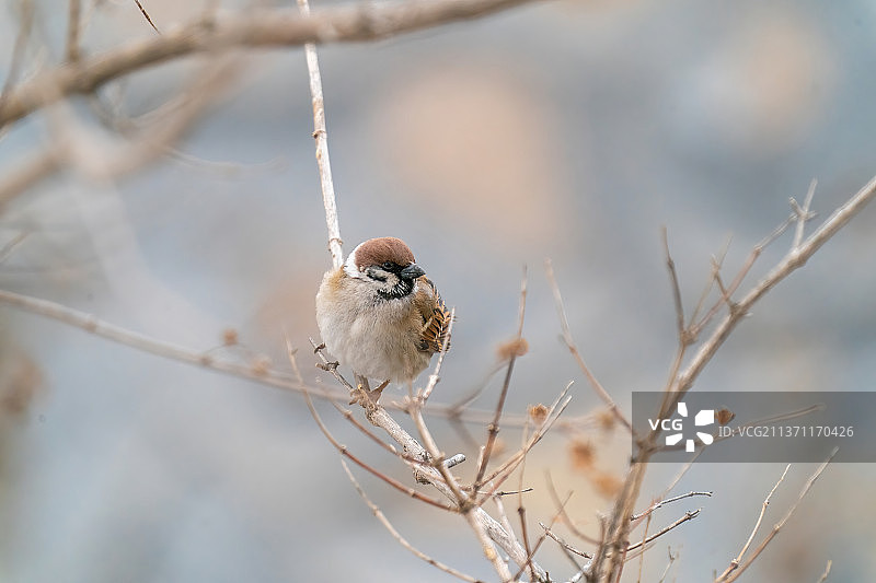 树枝上的麻雀图片素材