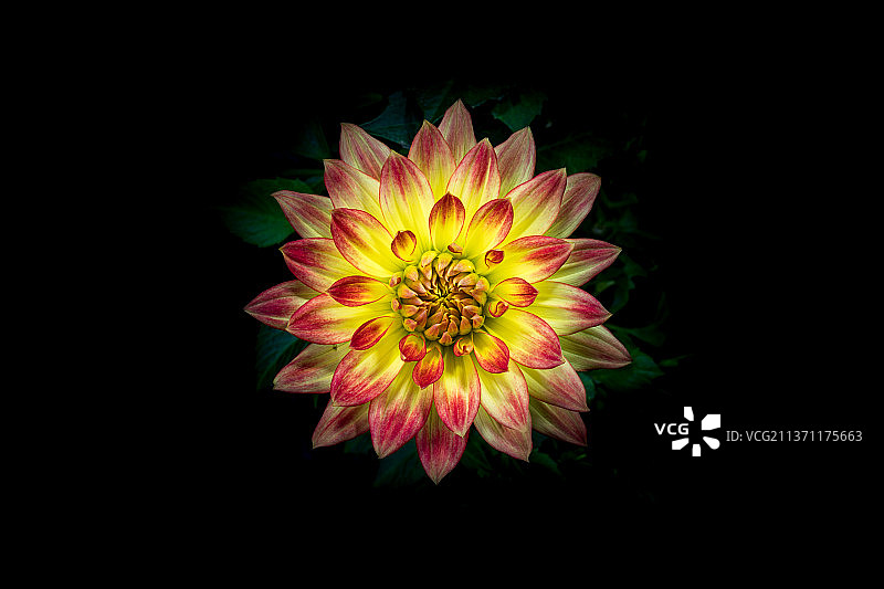 盛开的大丽花图片素材