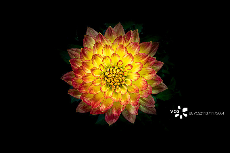 盛开的大丽花图片素材