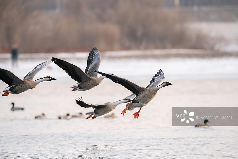 过冬的大雁在水面上觅食嬉戏飞翔图片素材
