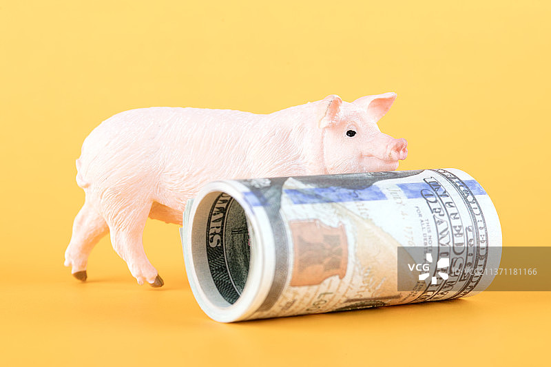 小猪模型和一卷美元钞票图片素材
