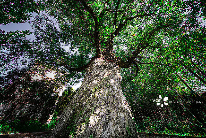 左公柳图片素材
