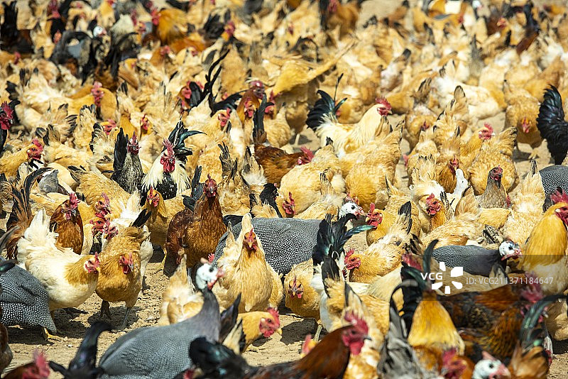 农村饲养的草鸡图片素材