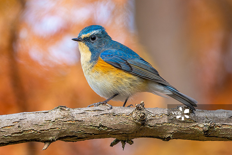 红胁蓝尾鸲雄鸟图片素材