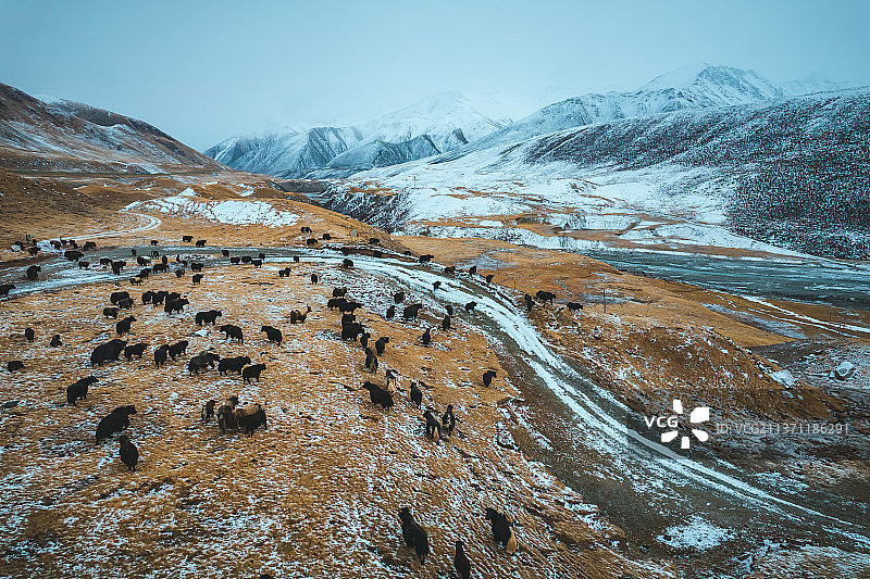 青海果洛州玛沁县阿尼玛卿山区雪山乡冬季高原乡村牦牛自然风光图片素材