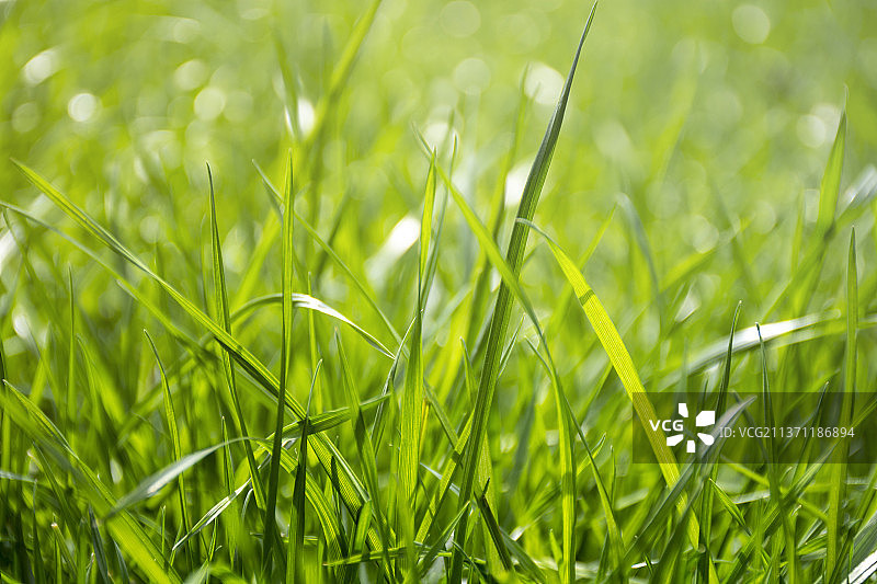 日光下的草地背景图片素材