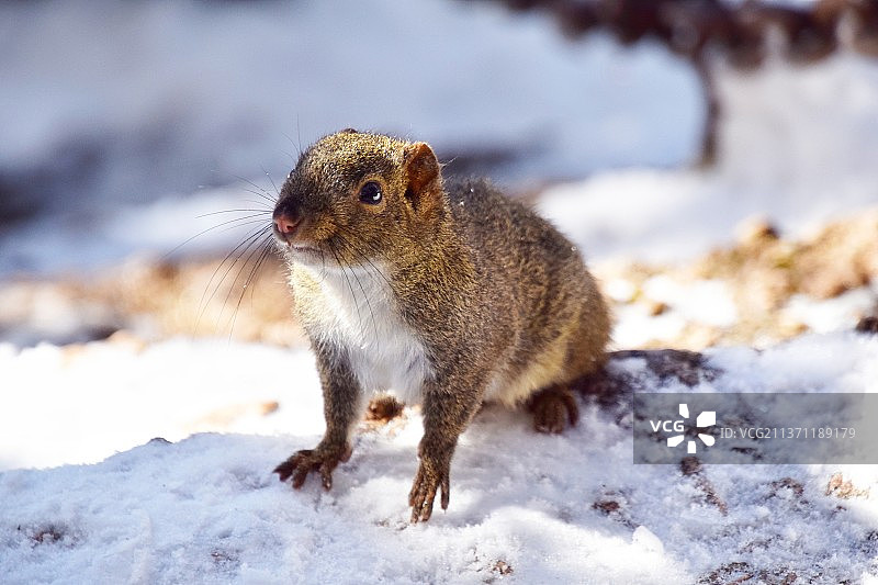 《雪地上的小松鼠》图片素材