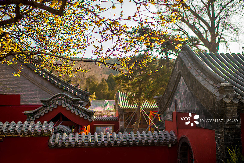 腊梅花开图片素材