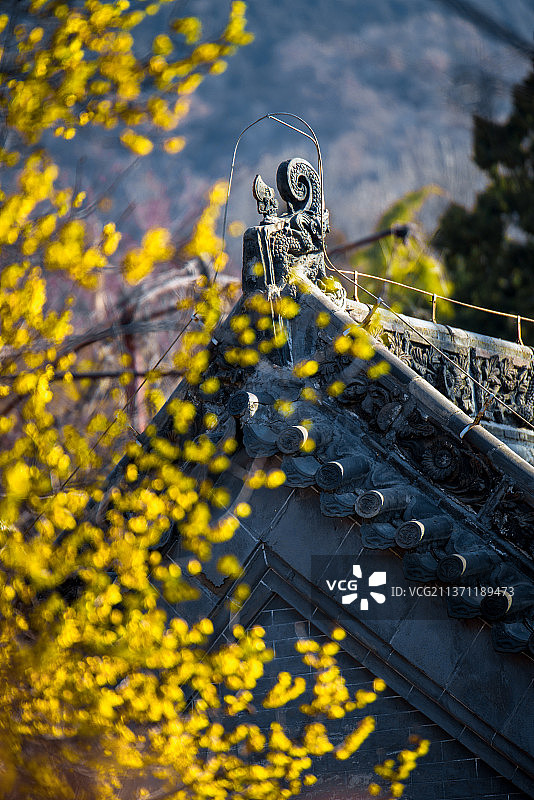 腊梅花开图片素材