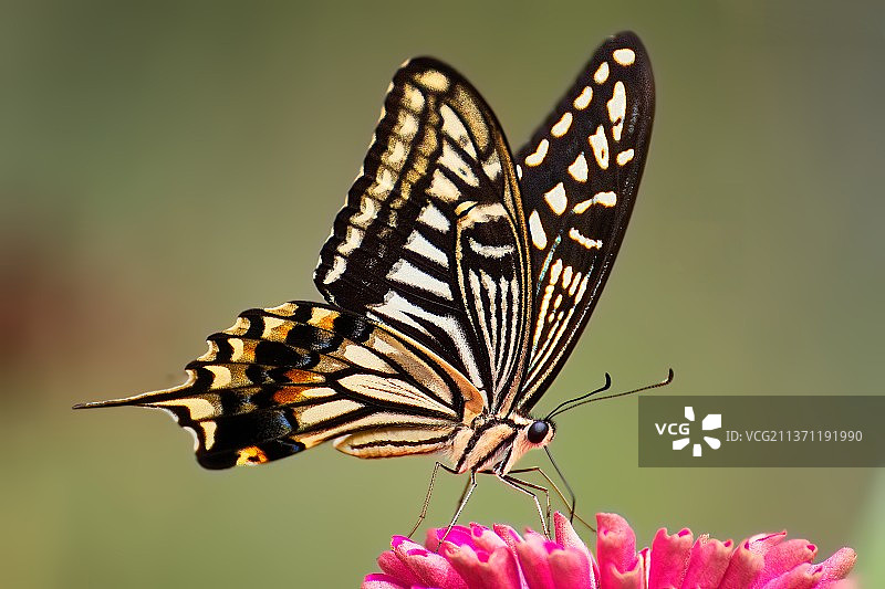 柑橘凤蝶图片素材