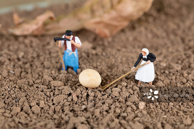 黄土地上推动一粒黄豆的农民图片素材