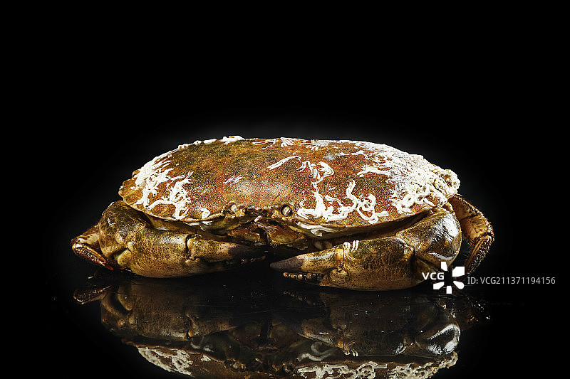 黑底上放着面包蟹图片素材