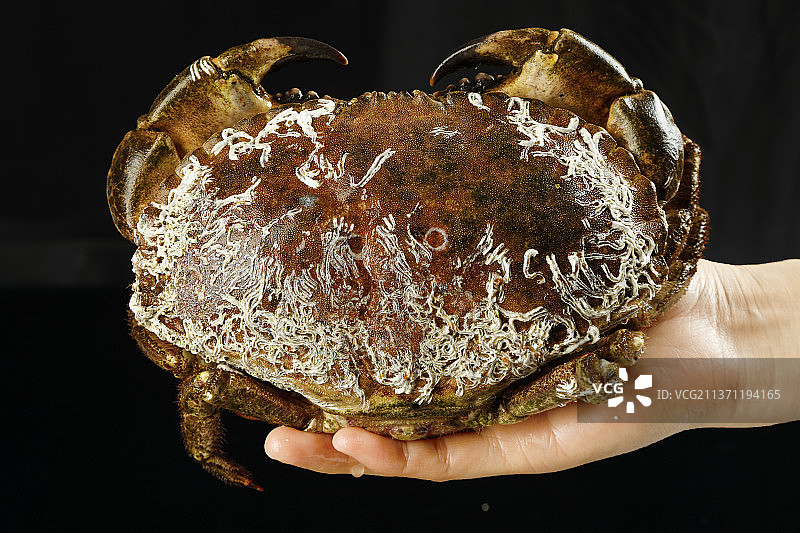 手里拿着一只面包蟹图片素材