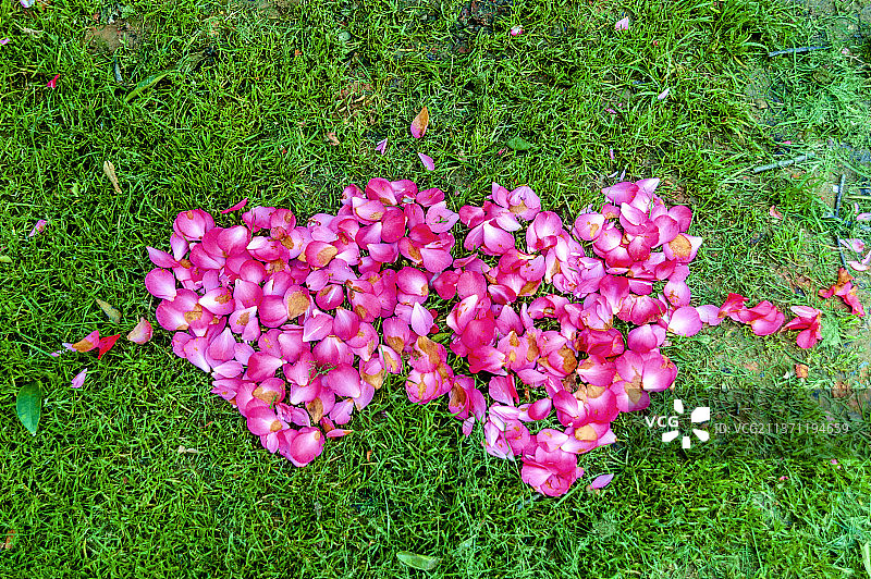 草地上花瓣组成的爱心图片素材