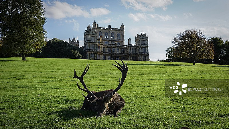 Nottingham 鹿园图片素材