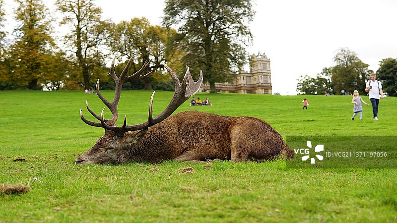 Nottingham 鹿园图片素材