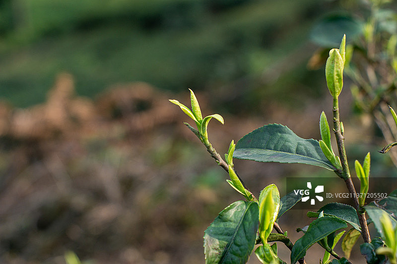 春茶茶芽图片素材