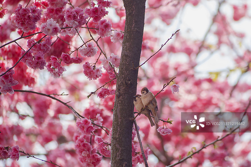 昆明圆通山樱花    树上的鸟儿成双对图片素材
