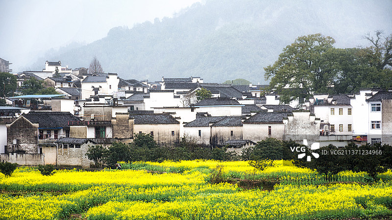 黄山歙县风光 春天 油菜花 花田 徽州 三月 新安江画廊 水乡 节气图片素材