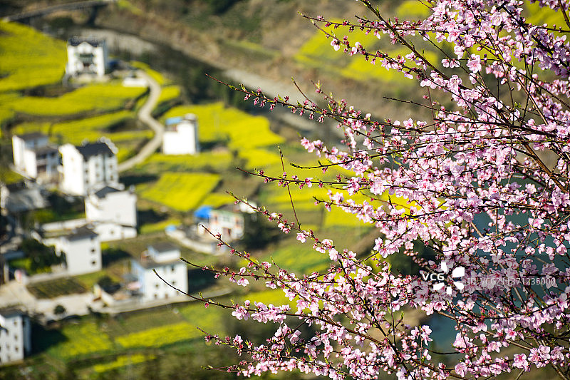 黄山歙县风光 石潭 春天 油菜花 花田 徽州 桃花 三月  节气图片素材